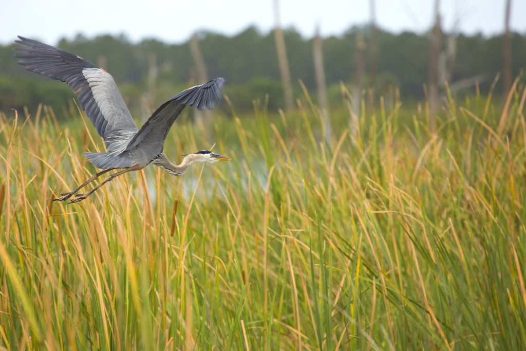 A great blue heron flies low over tall grass in a marshland, with blurred trees in the background.